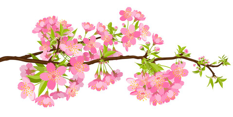 Kirschbaumblütenzweig im Frühling - Sakura Kirschbaumblüten. Kirschblüten isoliert auf weißem Hintergrund - Panorama, Banner - Springtime Cherry Blossom Beauties.
