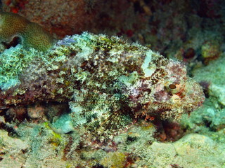 Fototapeta na wymiar Scorpionfish, Island Bali