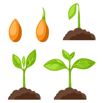 Set of illustrations with phases plant growth. Image for banners, web sites, designs