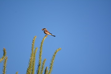 Dzierzba Gąsiorek na świerku © Robtas