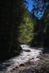 mountain river and forest near Mojstrana, Slovenian Alps, Slovenia, Europe