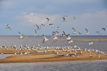 Gulls in the sky, beach, Baltic Sea