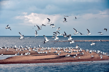 Gulls in the sky, beach, Baltic Sea