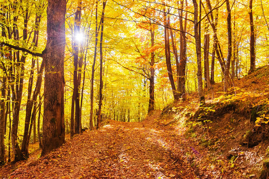Fototapeta Morning in the autumn forest