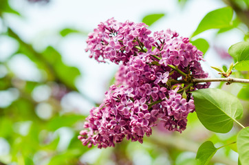 spring lilac flowers