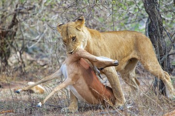 a lioness has just killed an impala
