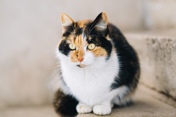 Obraz premium Cat waits for master outdoor