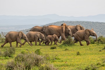 elephants running at addo elephant park south africa