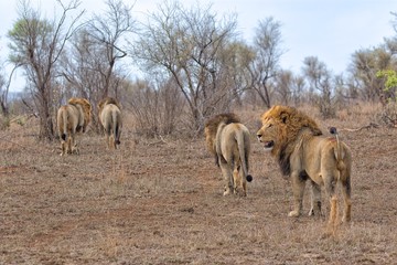 four lion's brothers at kruger