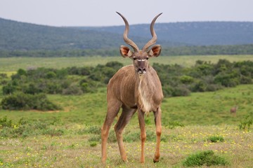 grand kudu at addo elephant park south africa