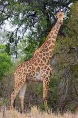 giraffe looking at me at kruger national park south africa