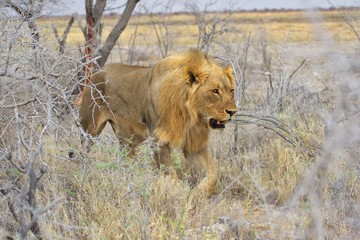 lion going through the bush at etosha national park