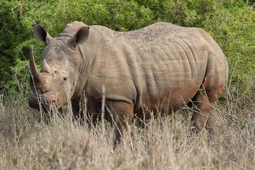 massive white rhino at kruger national park south africa
