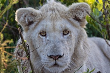portrait of a white lion cub