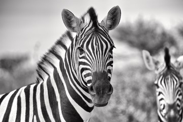 Fototapeta na wymiar portrait of a zebra at etosha namibia