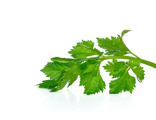 parsley isolated on white