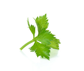 Fototapeta premium Celery isolated on the white background