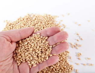 Wheat on the hand. Grains of wheat in hand.