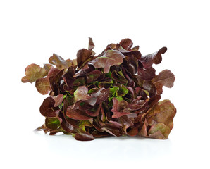 Oak Leaf lettuce isolated on white background