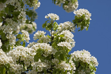 pear tree blossom