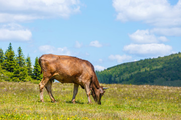 Fototapeta premium Cow grazing on a green meadow