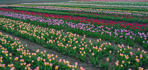 tulip rows