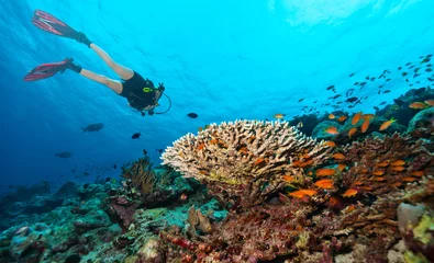 Fotobehang Scuba diver explore a coral reef © Jag_cz