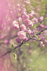 Obraz premium Cherry blossoms on a branch in the sunshine. Tonning photo