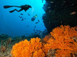 Fototapeta na wymiar Scuba divers explore a coral reef