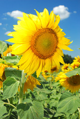 Sunflower blossoms against the blue sky