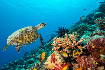 Naklejka premium Coral reef with turtle