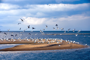 Gulls in the sky, beach, Baltic Sea