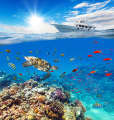 Naklejka premium Underwater coral reef with horizon and water surface