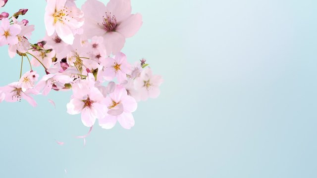 咲き乱れる桜_円_水色背景