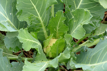 young cauliflower growing in the field