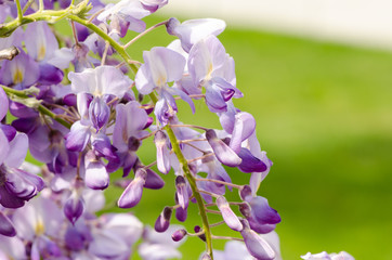 Blossoming lilac wisteria
