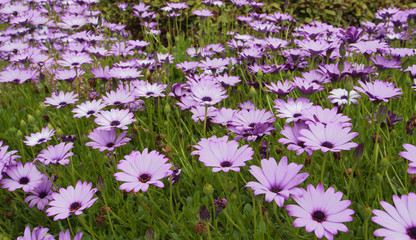Flowers purple color. Osteospermum flower -  family Asteraceae.