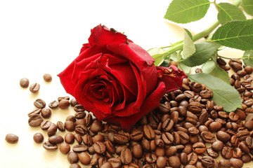 Rote Rose auf Kaffeebohnen