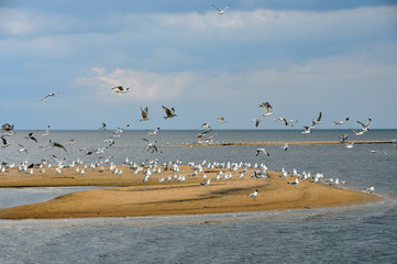 Gulls in the sky, beach, Baltic Sea