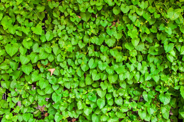 Fototapeta premium green leaf background