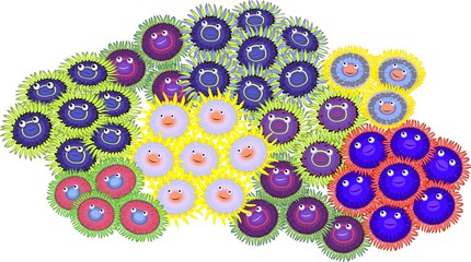 Zoanthus  © Kazakova Maryia