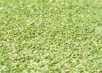 Naklejka premium grass