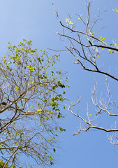dry tree in summer season
