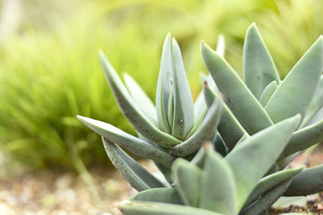 Fototapeta premium Low angle view of a succulent or agave plant in the sun with copy space. Selective focus of a desert plant with defocused background. Echeveria.
