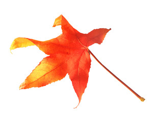 maplel eaf in autumn