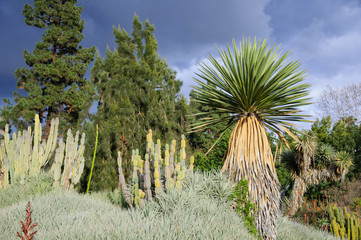 Fototapeta premium Blooming of different cactus with yucca in desert