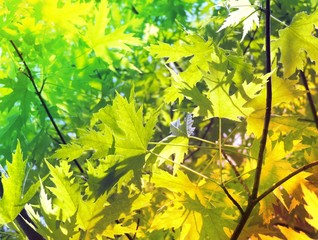 marble leaves with color filter