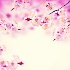 Fototapeta na wymiar Spring background with pink blossom