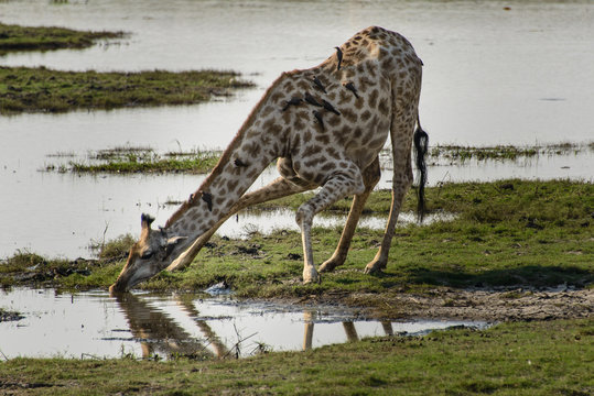 Drinking giraffe