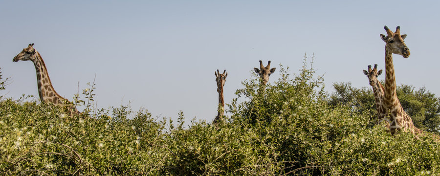 Giraffes in the bushes